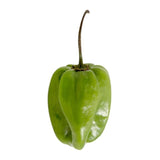 CHILE HABANERO KG